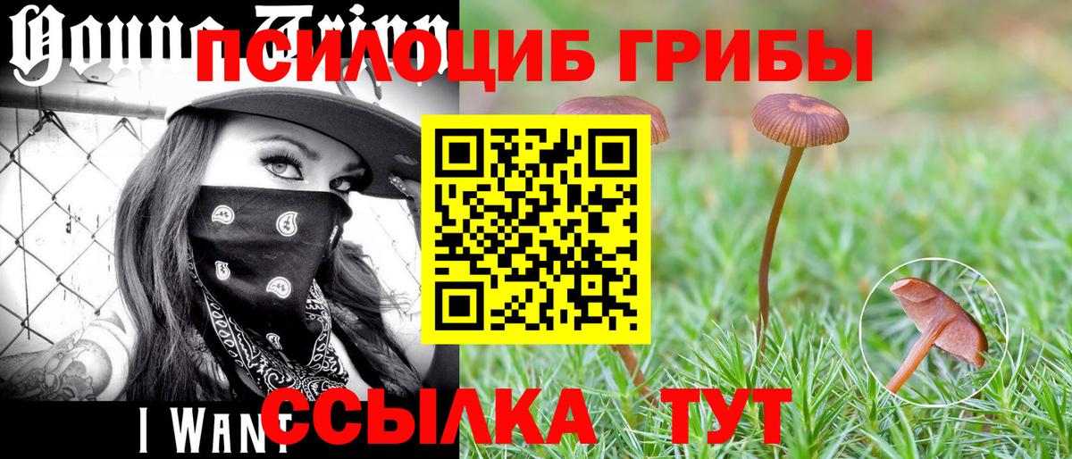 Галлюциногенные грибы Cubensis Междуреченск